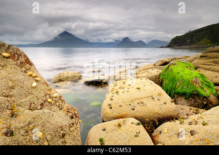 Sea shell and seaweed covered rocks on a calm grey cloudy day at Elgol, Isle of Skye Stock Photo