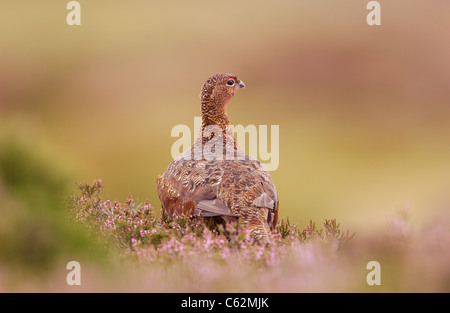 Red grouse Lagopus lagopus scoticus  Rear view of an adult op open moorland Yorkshire Dales National Park, Yorkshire, UK Stock Photo