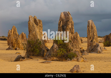 Rock formations in the Pinnacles Desert National Park in Western Australia Stock Photo