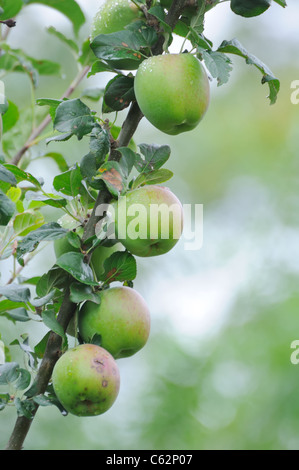 Apples on branch of tree. Stock Photo