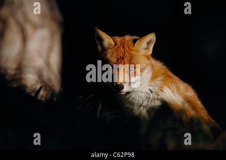 RED FOX Vulpes vulpes  An adult male in its winter coat is spotlit in a pool of winter sunlight  Lancashire, UK Stock Photo