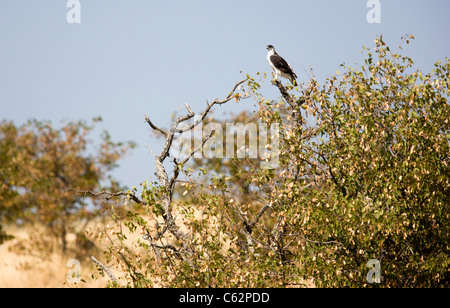 An African Hawk Eagle. Hobatere Concession, Damaraland, Kaokoveld, Namibia. Stock Photo