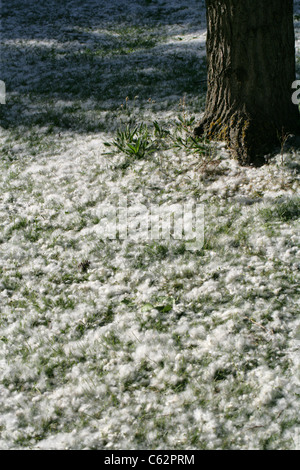 Seeds from a Black Poplar Tree, Populus nigra, Salicaceae, covering the ground around the base of the tree. Stock Photo