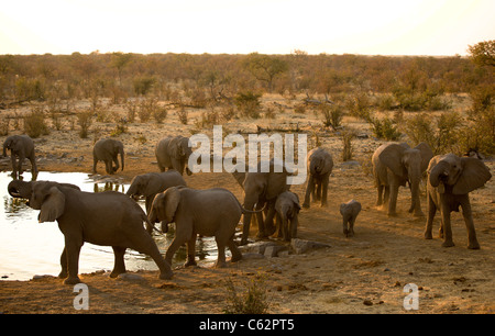 A herd of elephants at the Moringa waterhole. Etosha national park, Namibia. Stock Photo