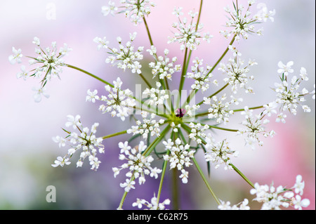 Anthriscus Sylvestris - Cow parsley or Queen Anne's Lace Stock Photo