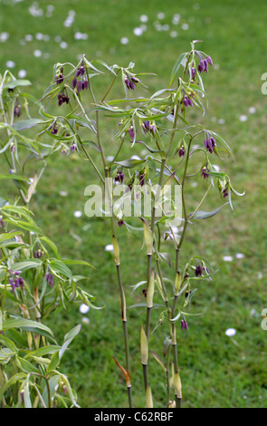 Fairy Bells, Disporum cantoniense, Colchicaceae (Convallariaceae). China and Temperate Asia. Stock Photo