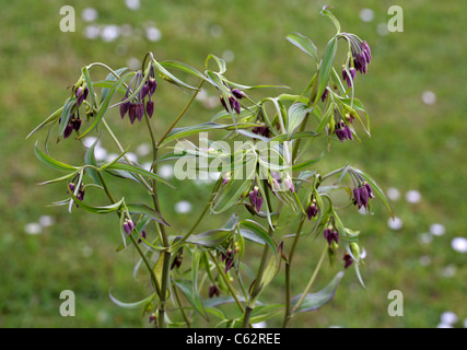 Fairy Bells, Disporum cantoniense, Colchicaceae (Convallariaceae). China and Temperate Asia. Stock Photo