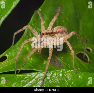 jumping spider on green leaf Stock Photo