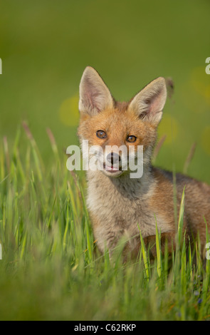 Red fox Vulpes vulpes  Portrait of an alert fox cub in evening sunlight in an open meadow  Derbyshire, UK Stock Photo