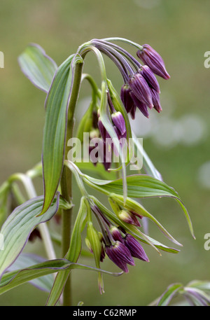 Fairy Bells, Disporum cantoniense, Colchicaceae (Convallariaceae). China and Temperate Asia. Stock Photo