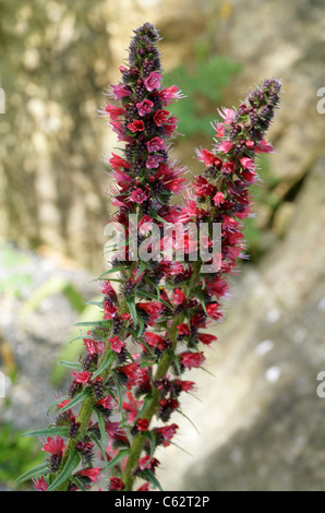 A Rare Red Bugloss, Echium russicum, Boraginaceae. Poland, Eastern Europe. Stock Photo