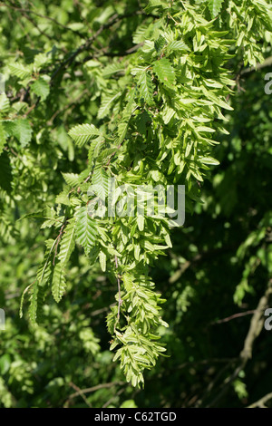 European or Common Hornbeam, Carpinus betulus 'Incisa', Betulaceae (Corylaceae). Europe. Stock Photo