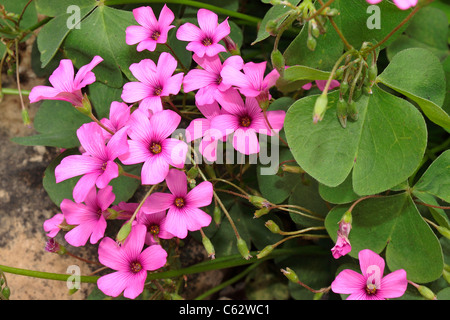 Pink Woodsorrel oxalis debilis corymbosa in Flower Stock Photo
