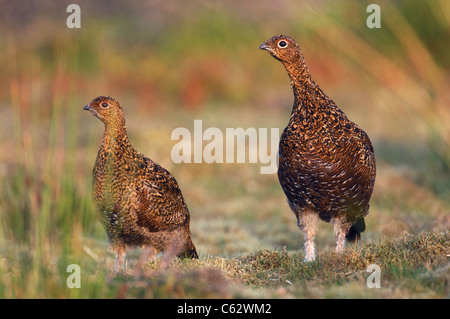 RED GROUSE Lagopus lagopus scoticus  Portrait of two alert adult birds Yorkshire Dales National Park, Yorkshire, UK Stock Photo