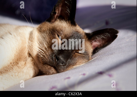 Close up of a siamese cat laying down relaxing in the sunshine. Stock Photo