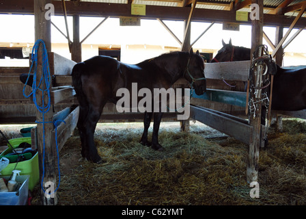 Large draft horse.in stable. Stock Photo