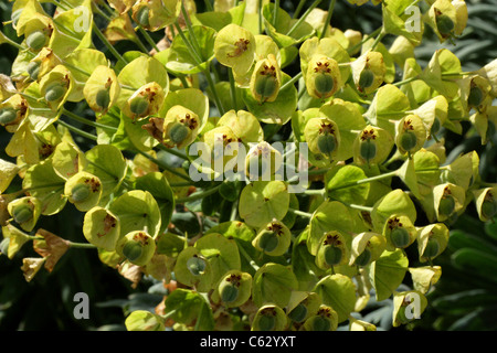 Mediterranean Wood Spurge, Euphorbia characias ssp wulfenii, Euphorbiaceae. South East Europe. Stock Photo