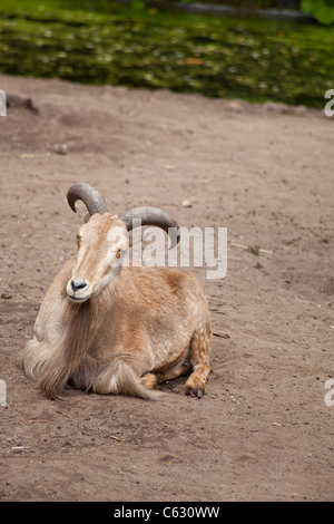 Barbary sheep, Ammotragus lervia Stock Photo