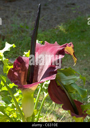 DRAGON ARUM PLANT IN FLOWER Stock Photo