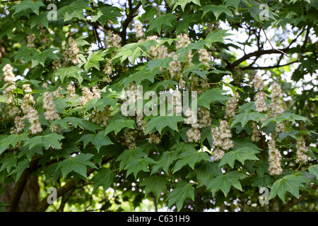 A Chinese Maple, Acer erianthum, Sapindaceae (Aceraceae), China, Szeshuan, Hubei. Stock Photo