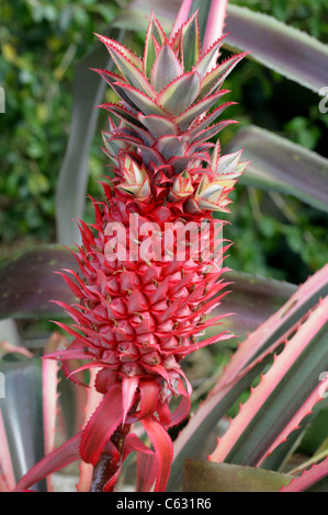 Pineapple, Ananas bracteatus var. tricolor, Bromeliaceae. Brazil and Paraguay, South America. Stock Photo