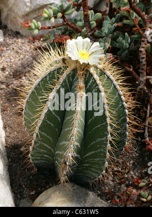 Bishop's Cap Cactus, Astrophytum ornatum, Cactaceae. North East Mexico. Stock Photo