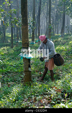 Inspecting the latex drawn from a rubber tree Kalaketty Rubber Estate Kanjirapally Kerala South India Stock Photo