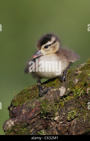 Wood Duck (Aix sponsa) Duckling Stock Photo