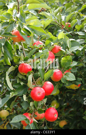 Discovery apples on a Surrey tree Stock Photo