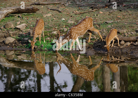 Chital or Spotted Deer family drinking water at Pench Tiger Reserve, India. [Axis Axis] Stock Photo