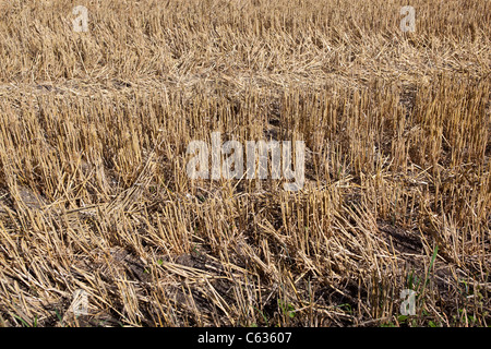 Freshly Cut Wheat Field Stock Photo