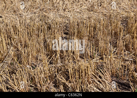 Freshly Cut Wheat Field Stock Photo