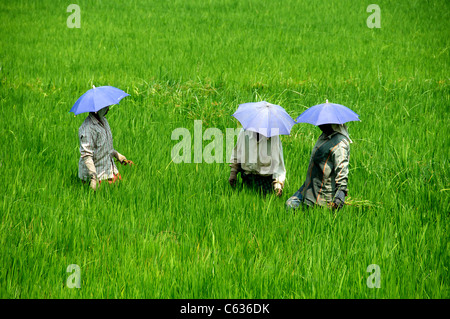 Thee people in rice paddy wearing umbrella hats Backwaters Kerala South India Stock Photo