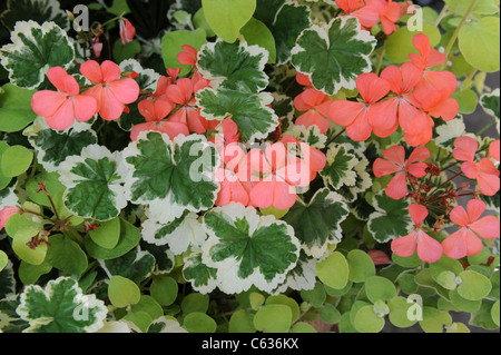 Variegated Zonal Geranium 'Frank Headley' variety Stock Photo