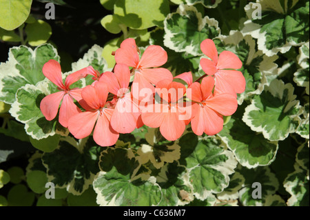 Variegated Zonal Geranium 'Frank Headley' variety Stock Photo