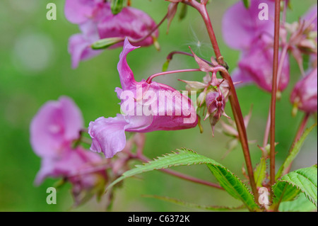 Close-up of the Himalayan balsam Impatiens glandulifera a non-native invasive plants or weed to the British Isles. Stock Photo