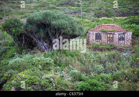 Old farmerhouse and Dragon tree (Dracaena draco), Santo Domingo de Garafia, La Palma, Canary islands, Spain, Europe Stock Photo