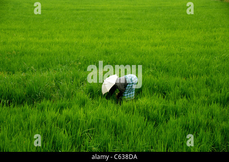 Woman in paddy field planting rice Backwaters Kerala South India Stock Photo