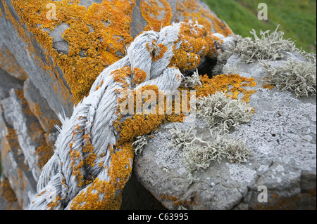 Orange Sea Lichen (Caloplaca marina) and Sea Ivory Lichen (Ramalina siliquosa) growing on the rope and drystone wall Fair Isle Stock Photo