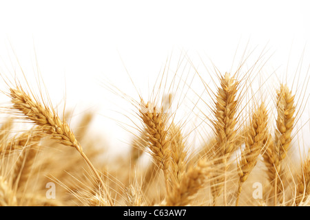 Wheat ears isolated on white. Stock Photo