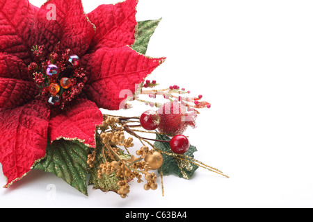 Christmas flower poinsettia isolated on white background Stock Photo