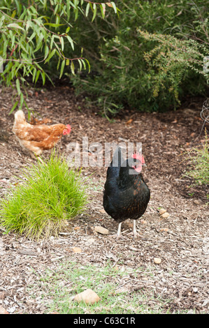 Free range black and red chickens in garden Stock Photo