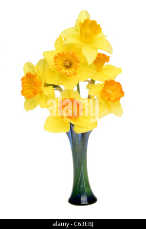 Daffodils with orange trumpets in a blue glass vase isolated against white Stock Photo