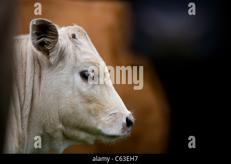 CHAROLAIS CROSS BRED CALF Stock Photo