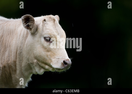 CHAROLAIS CROSS BRED CALF Stock Photo