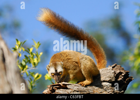 Red-fronted Brown Lemur (Eulemur rufus) in the Berenty Nature Reserve, southern Madagascar Stock Photo