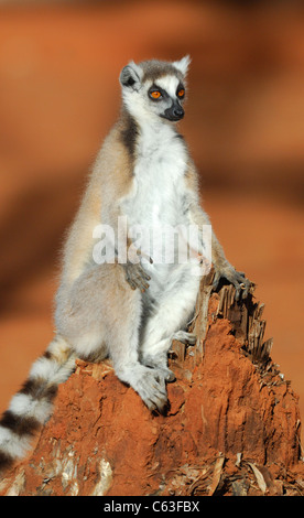 Ring-tailed Lemur in the Berenty Reserve, Madagascar, August 2010. Stock Photo