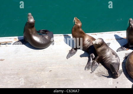 Sea Lions, including one very old male, sun themselves on a dock by the Santa Cruz Wharf in Santa Cruz, California Stock Photo