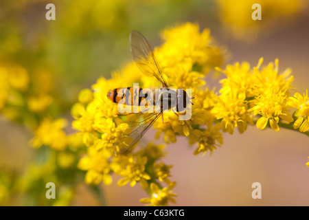 Hoverfly on summer flowers Scotland Stock Photo