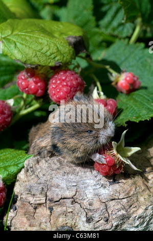 field vole eating a raspberry cairngorms national park highlands scotland Stock Photo